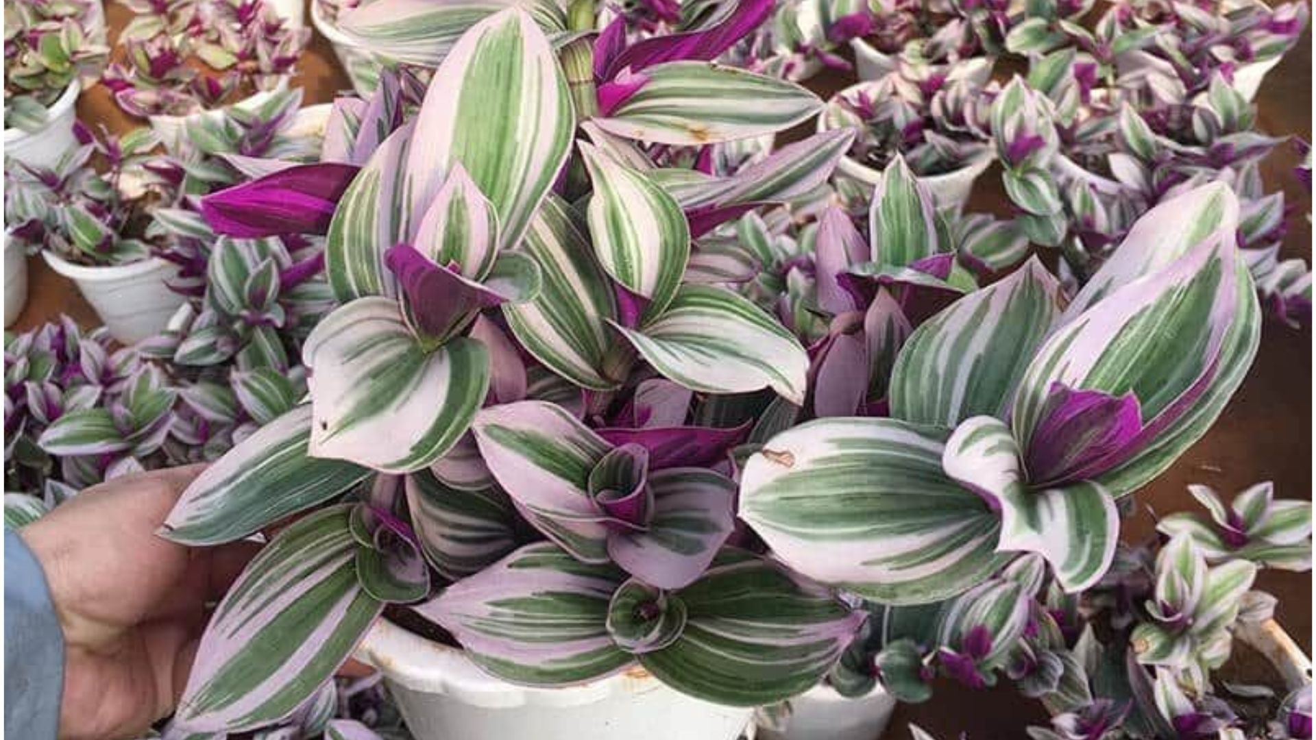 Ý Nghĩa Của Cây Thài Lài Tía